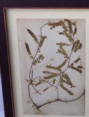 Grande botanica pressata incorniciata sotto vetro dalla Svezia