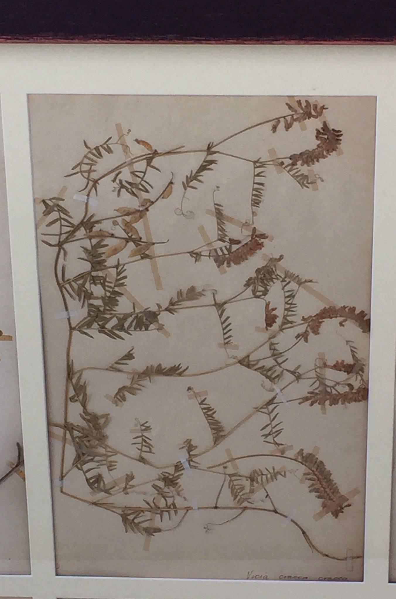 framed pressed botanicals