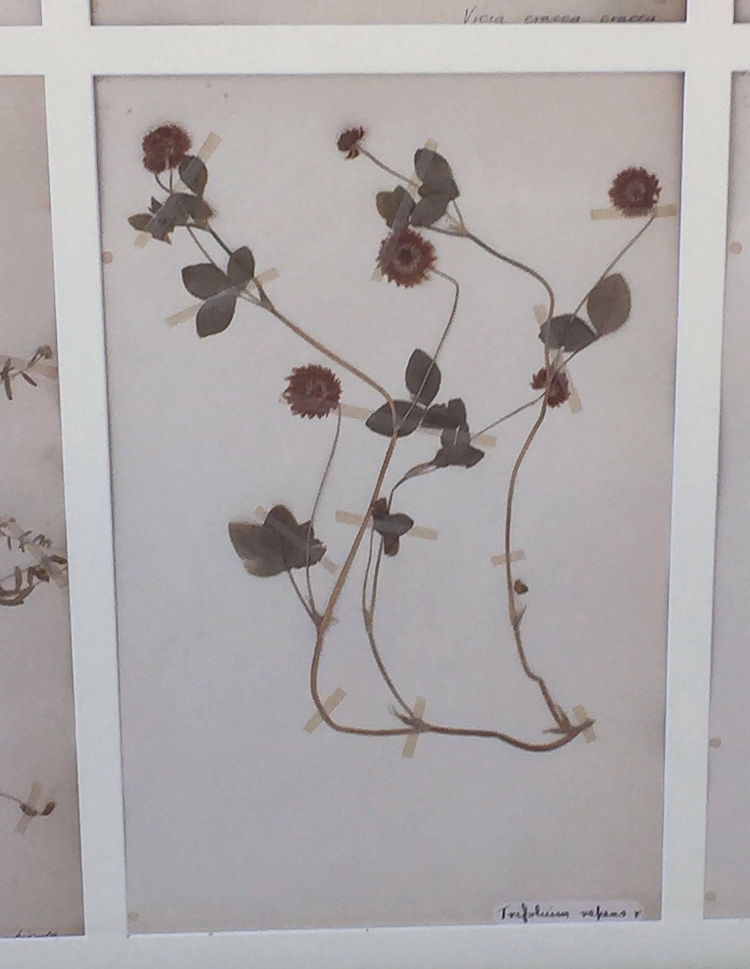 Large Pressed Botanical Framed under Glass from Sweden In Good Condition For Sale In Austin, TX