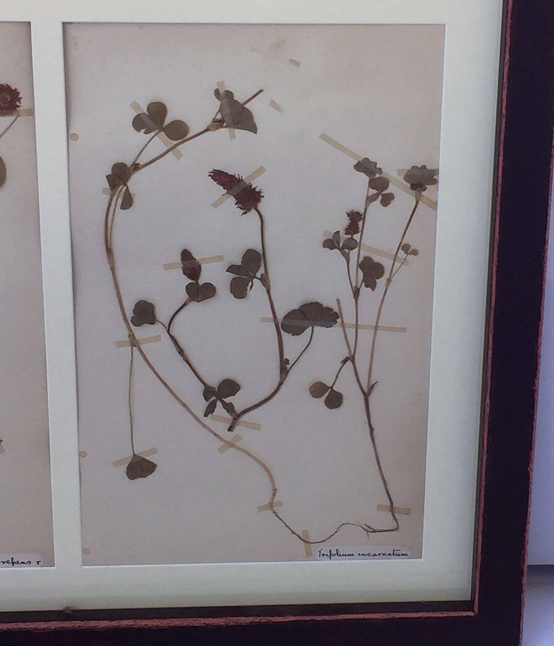 Mid-20th Century Large Pressed Botanical Framed under Glass from Sweden For Sale