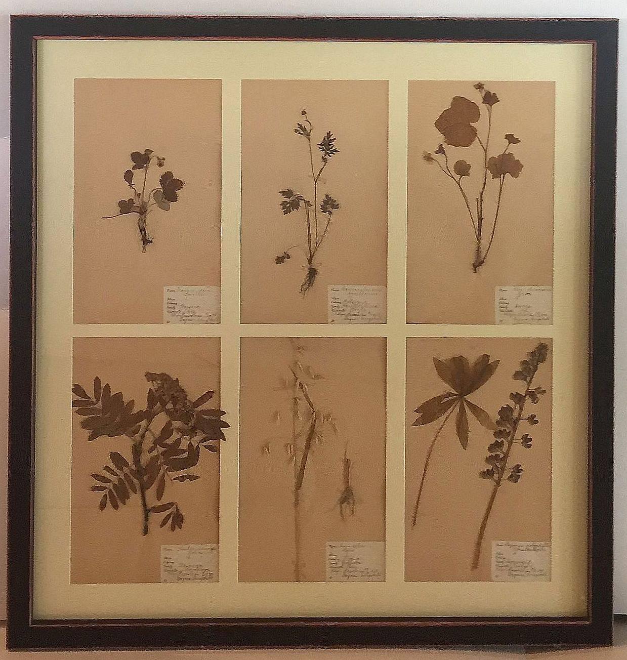 Large Pressed Botanical Framed Under Glass from Sweden For Sale 1