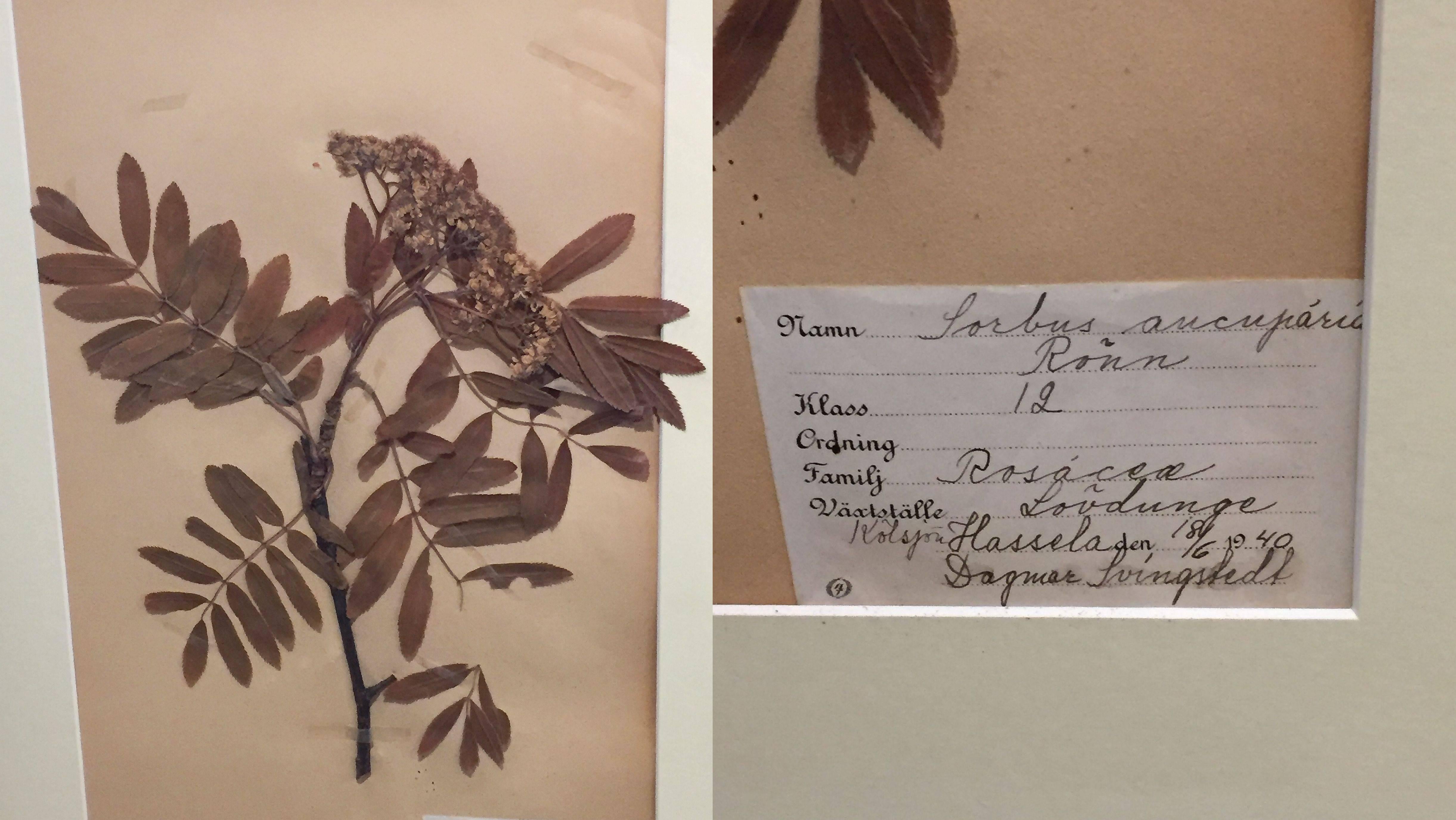 Swedish Large Pressed Botanical Framed Under Glass from Sweden