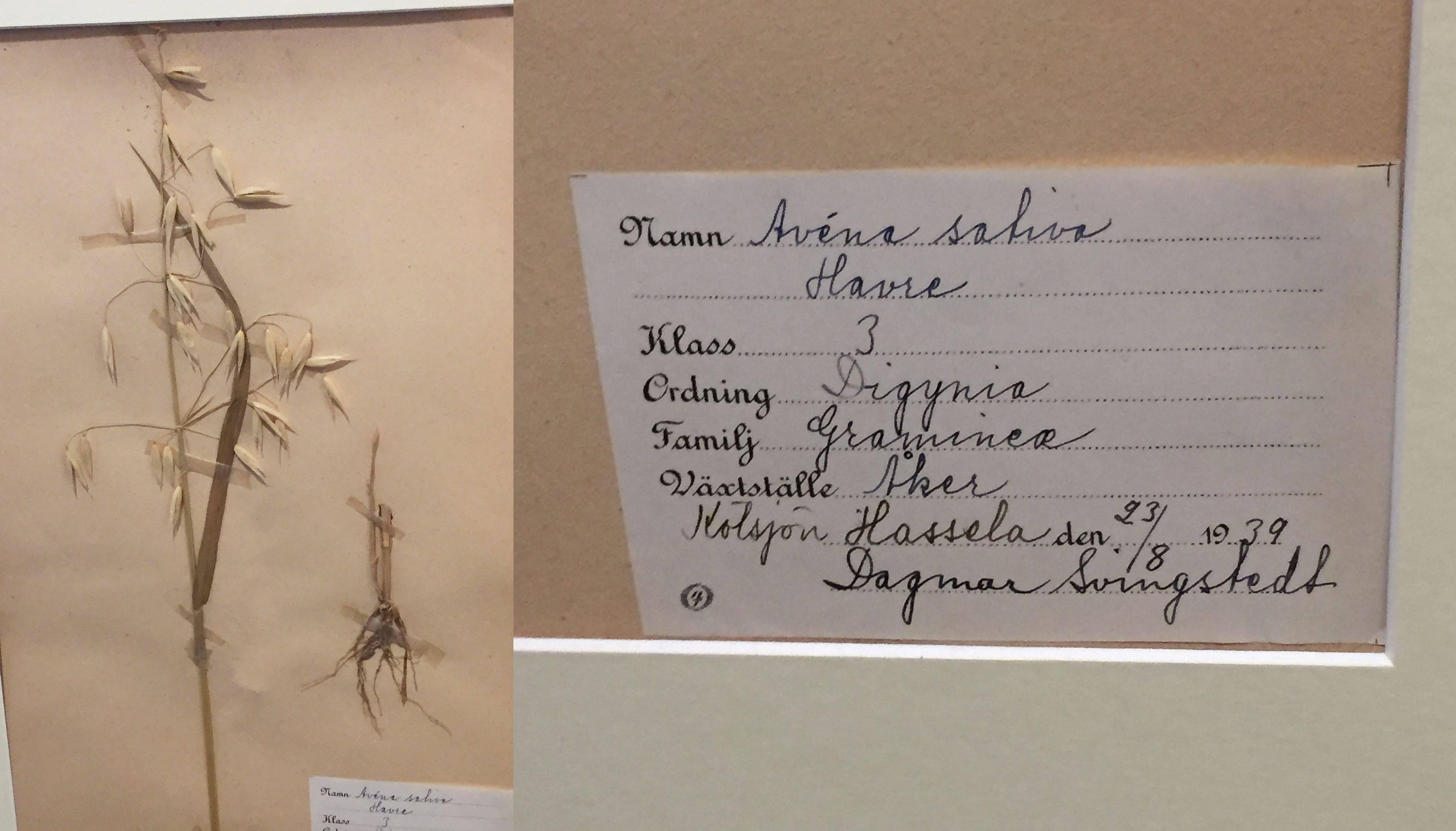 Large Pressed Botanical Framed Under Glass from Sweden In Good Condition In Austin, TX