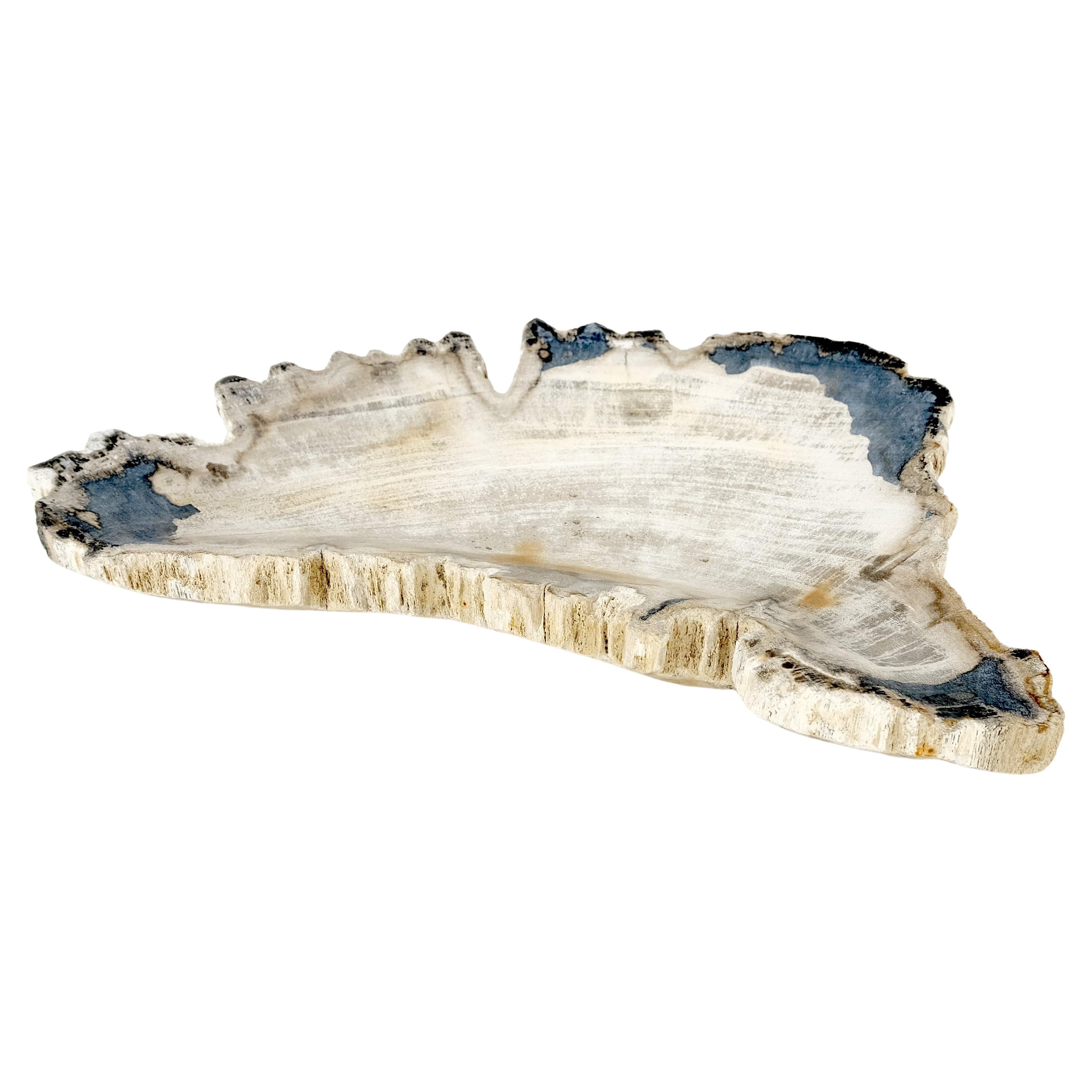 Petrified Wood Antarctica Shape Solid Black & Tanl Bowl Dish Large Plate Ashtray For Sale