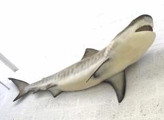 Large White Shark Wall Sculpture