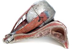 1800s Dr. Auzoux Anatomical Eye Model