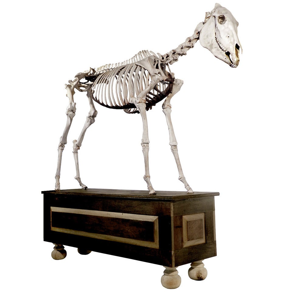 Museum Quality Real Full Skeletal Horse Display