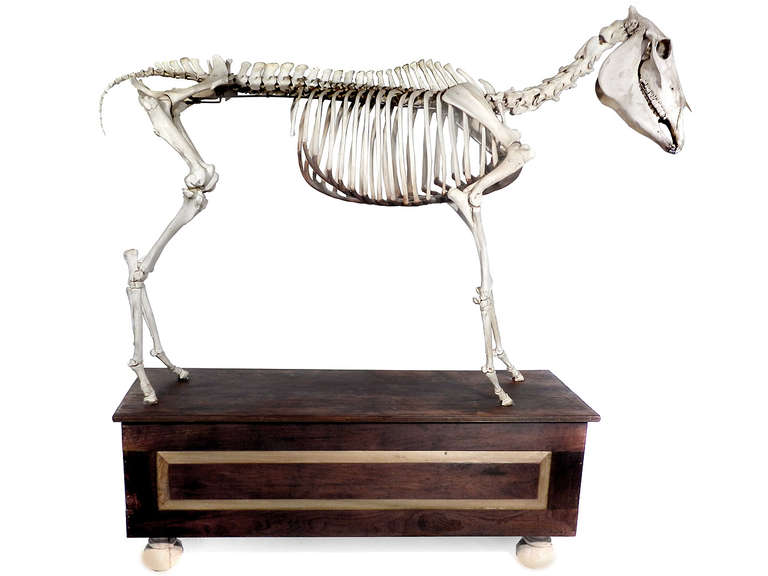 Other Museum Quality Real Full Skeletal Horse Display