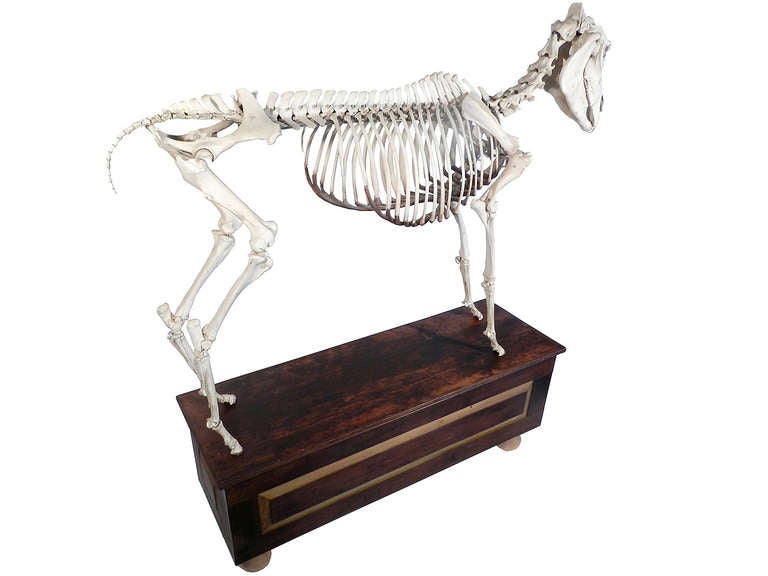 American Museum Quality Real Full Skeletal Horse Display