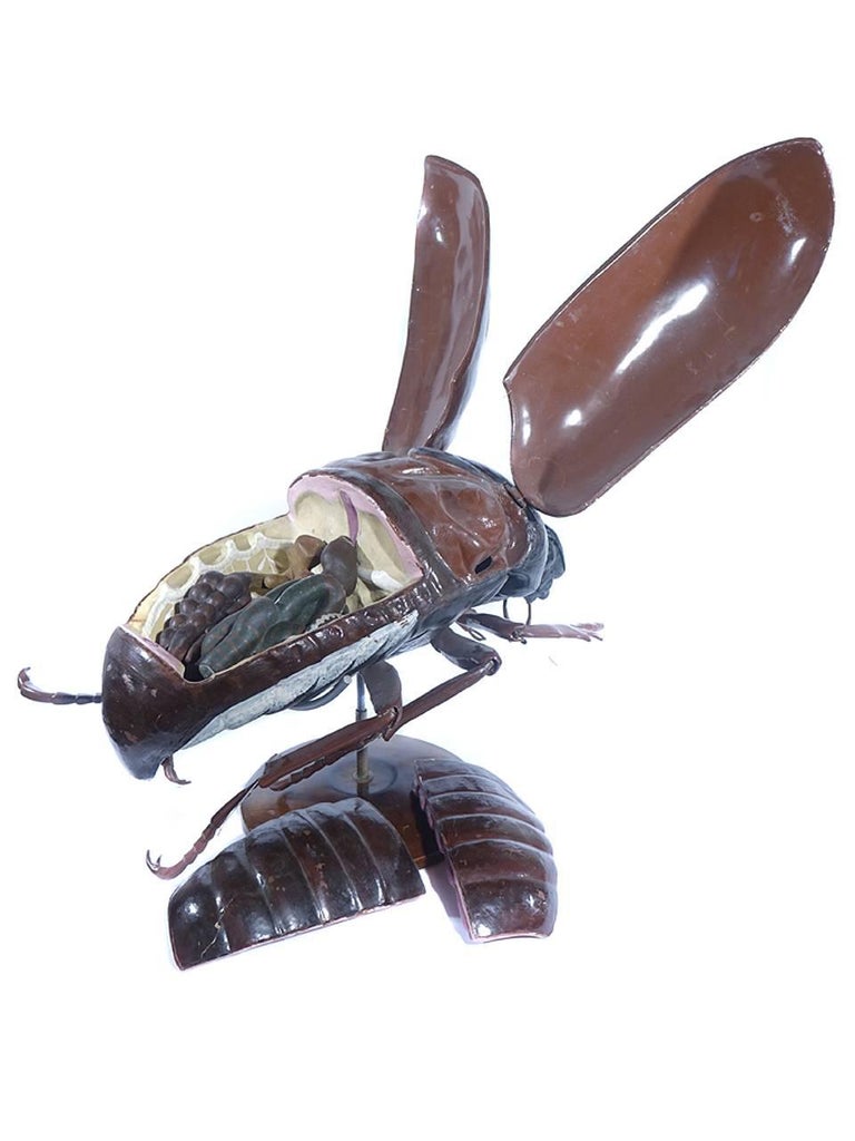 Large Insect Model Fly Large Early Anatomical Model of a Flying Beetle at 1stDibs