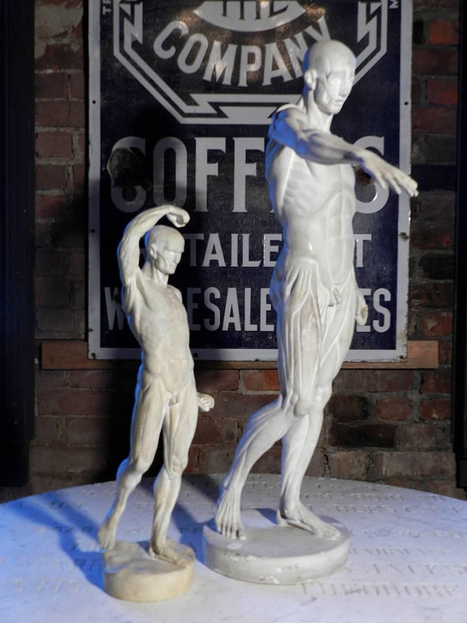 Pair of 20th century plaster anatomical models in the style of Jean Antoine Houdon and Michael Henry Sprang.

The sculpture with the arm reaching is a 