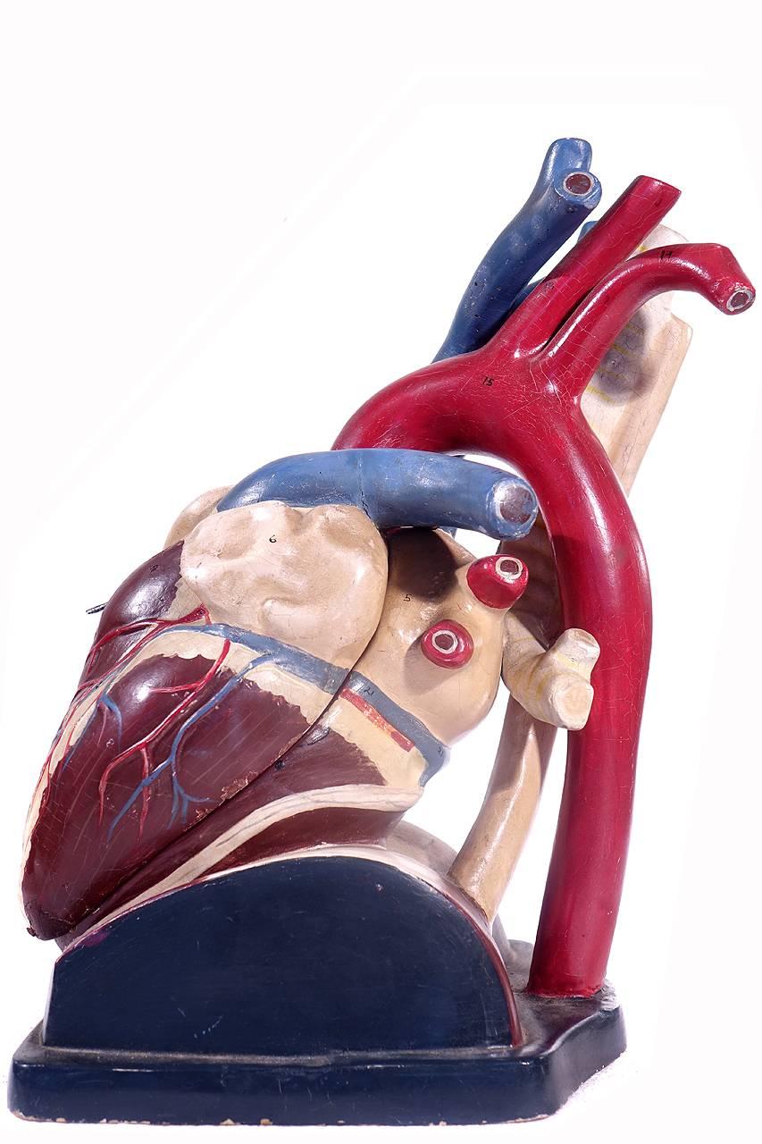 paper mache anatomical heart