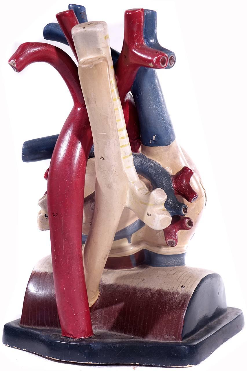 American Oversized Break Away Anatomical Model of the Heart by Trutox