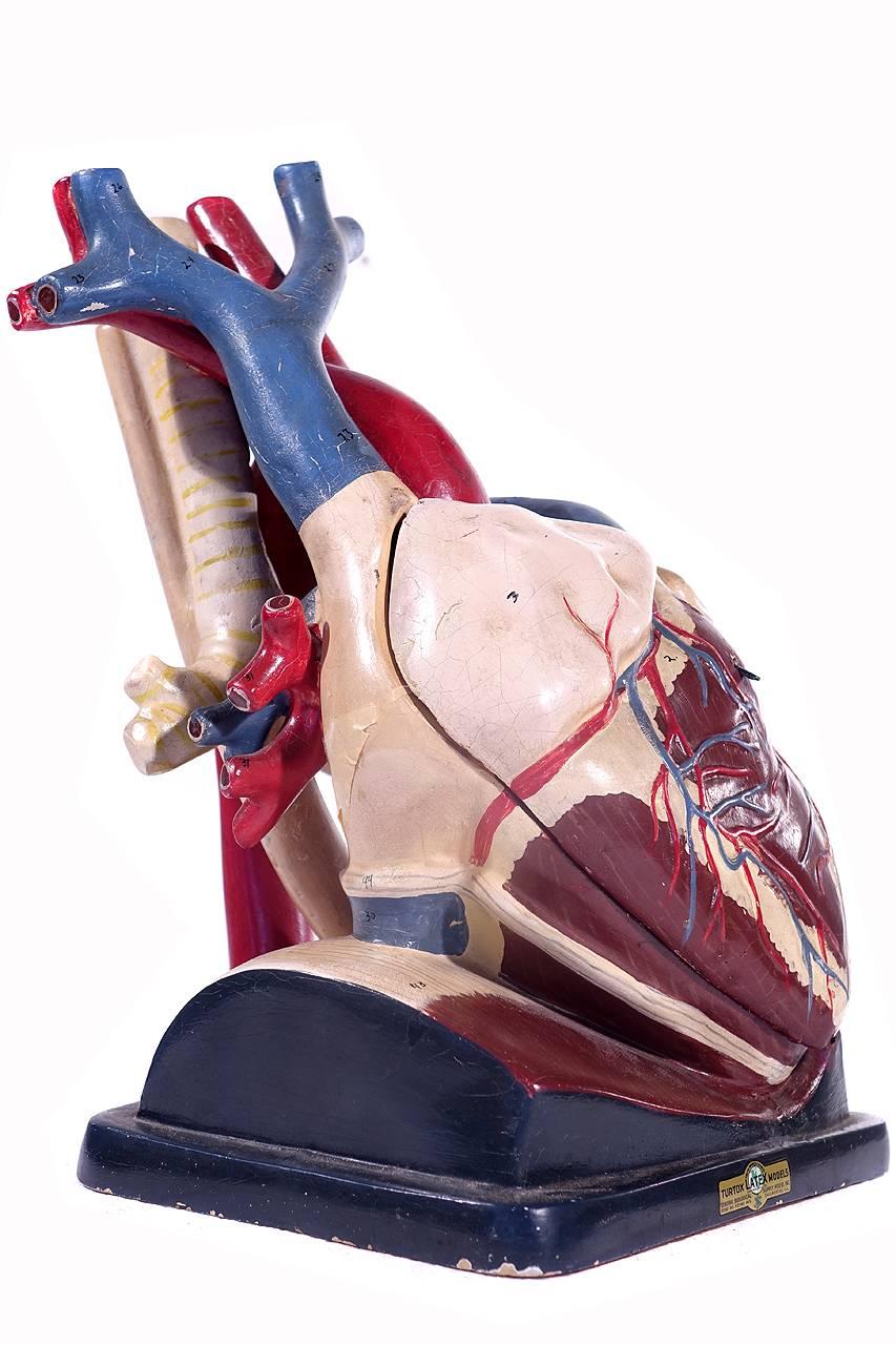 Oversized Break Away Anatomical Model of the Heart by Trutox In Excellent Condition In Peekskill, NY