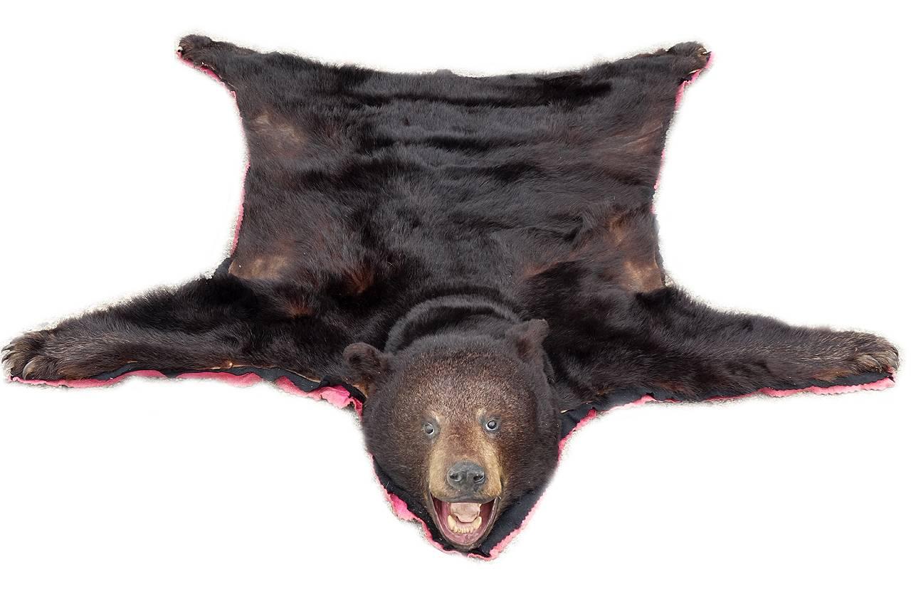 This is a perfect example. The face, claws and fur are in wonderful condition. You don't find them this fresh. The underside is lined with red felt. This is a Classic item and iconic item for any camp or lodge style room. It can be used as a rug