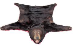 Beautiful and Clean Bear Skin Rug