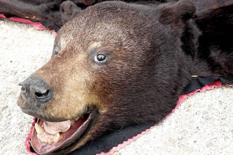 Beautiful and Clean Bear Skin Rug at 1stdibs