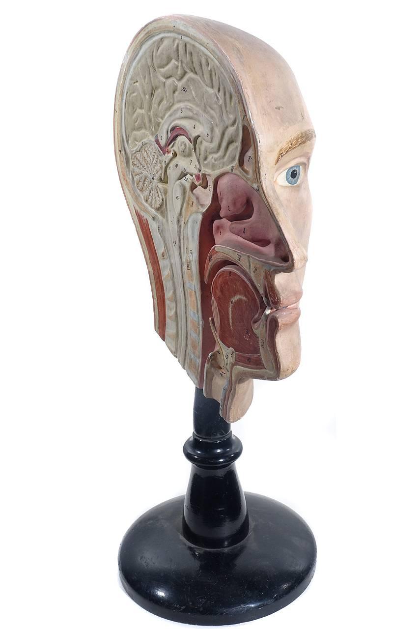 Industrial 1900 Anatomical Half Head Model