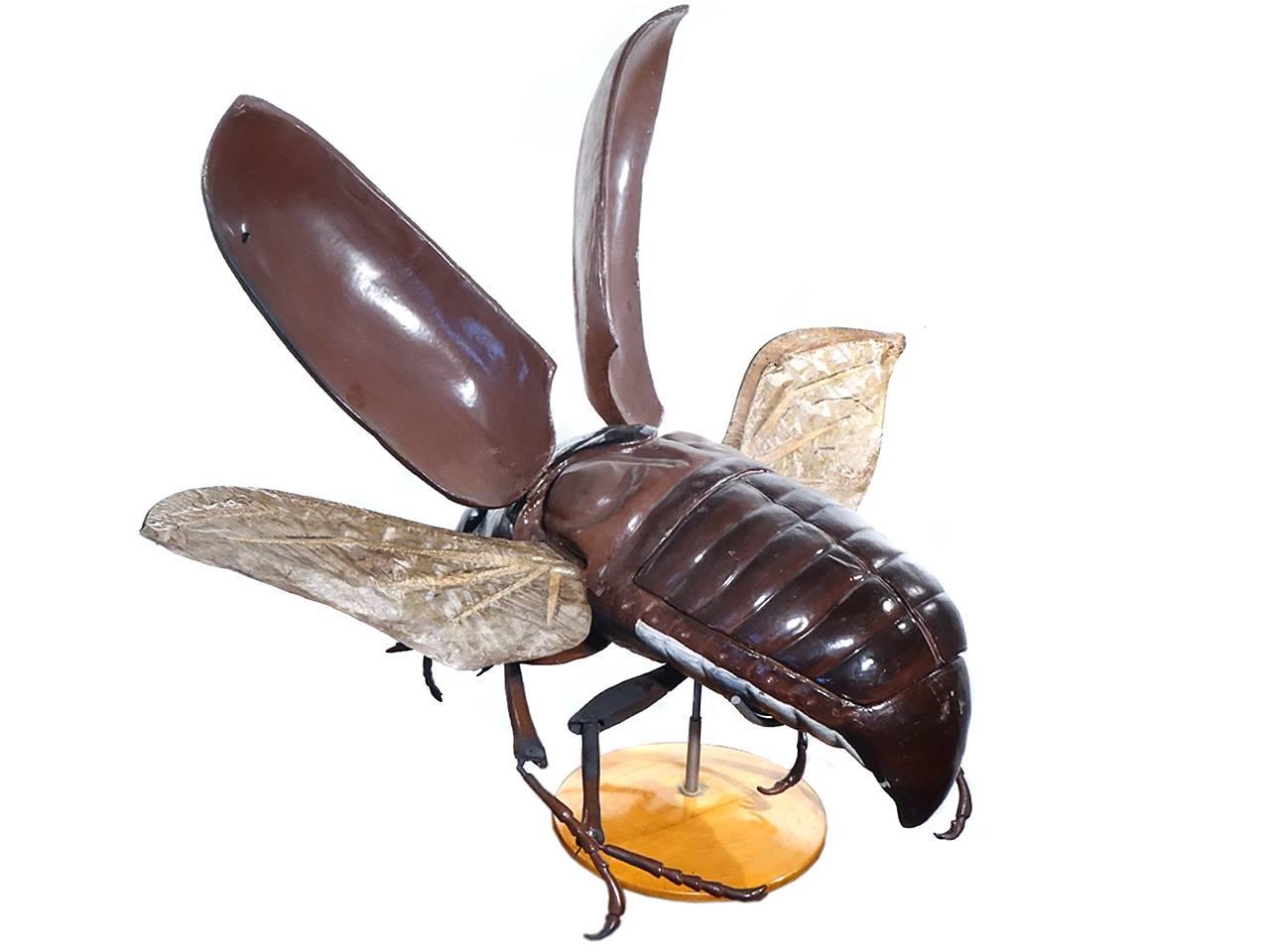 German Large Early Anatomical Model of a Flying Beetle