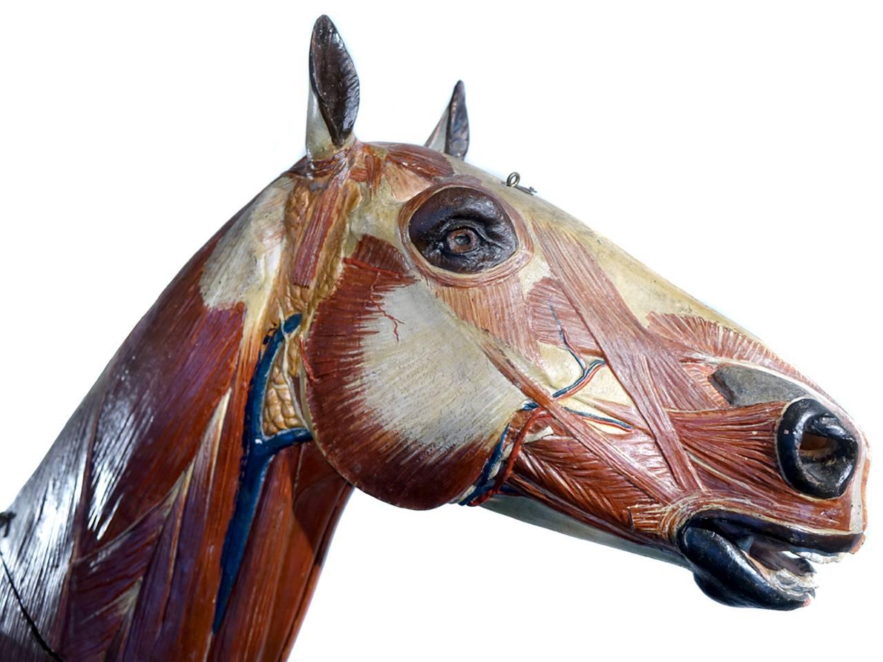 This is an important handmade large scale papier mâché anatomical model of a horse. It's close to two thirds scale and over four foot long. At the turn of the century France and Berlin were known for their elaborate teaching models. We just returned