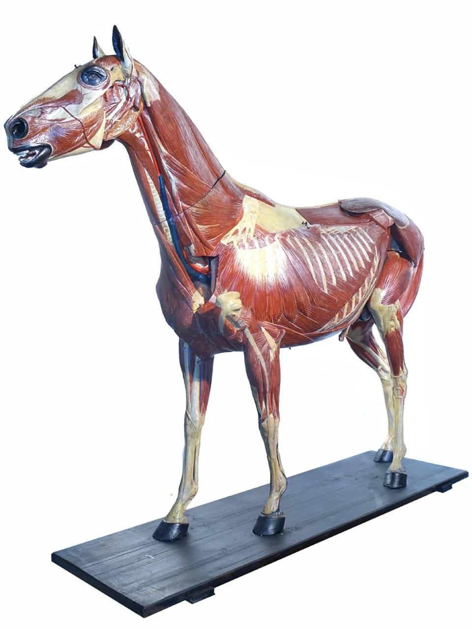 horse anatomy model