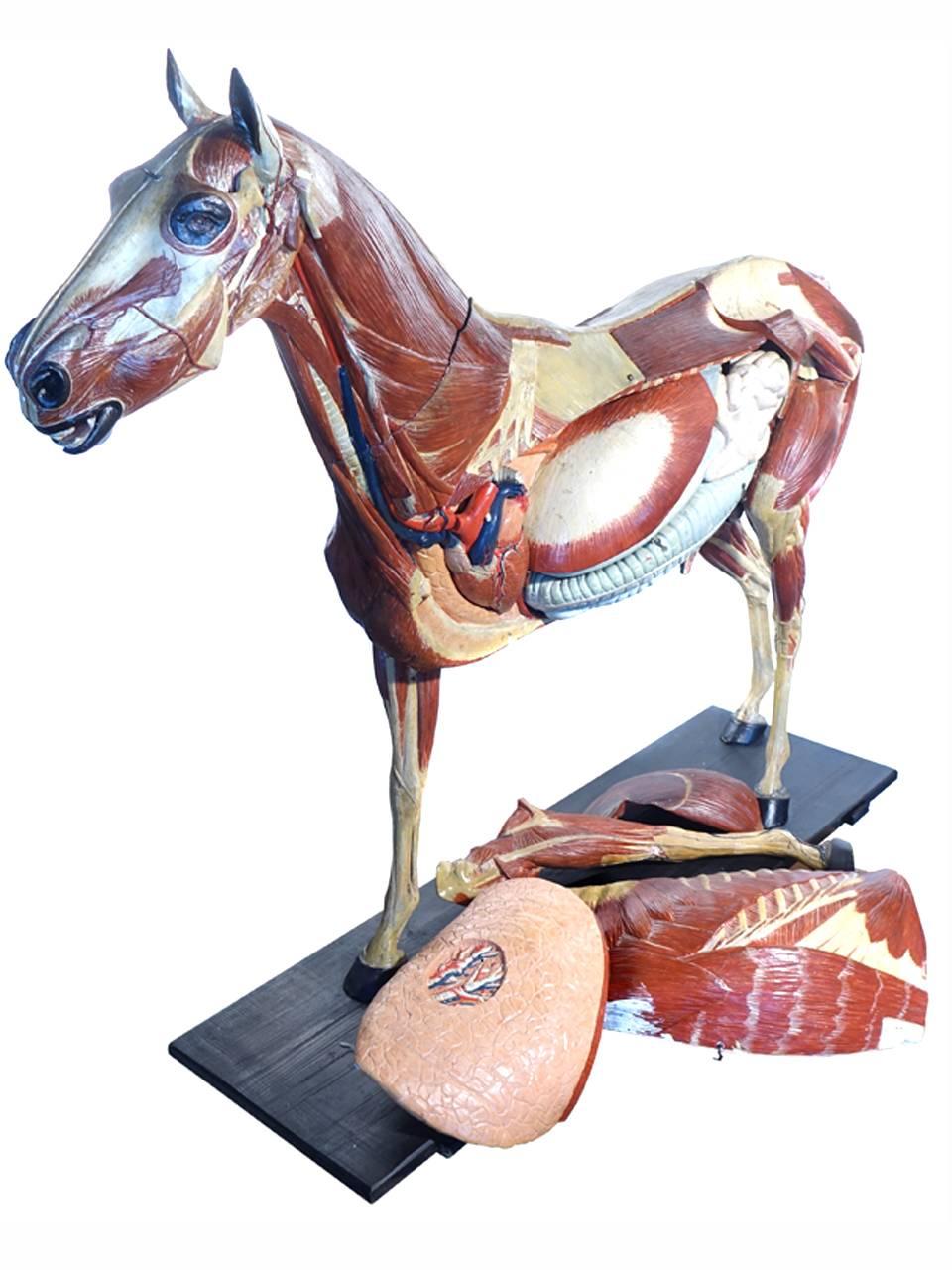 Industrial Rare German 1800s Anatomical Horse Model, Signed A.M.Sommer