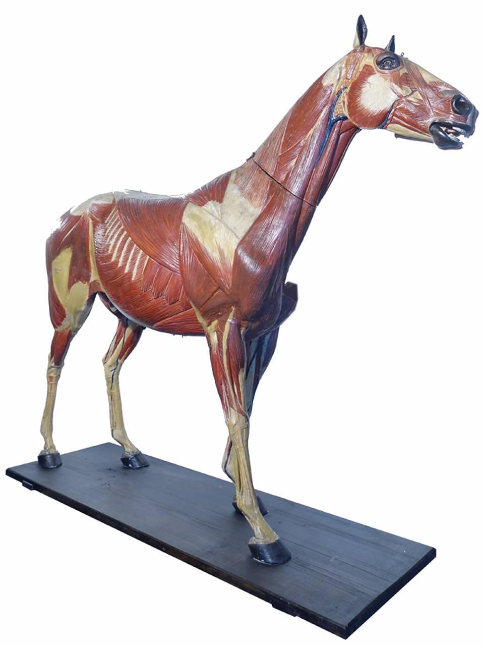 19th Century Rare German 1800s Anatomical Horse Model, Signed A.M.Sommer