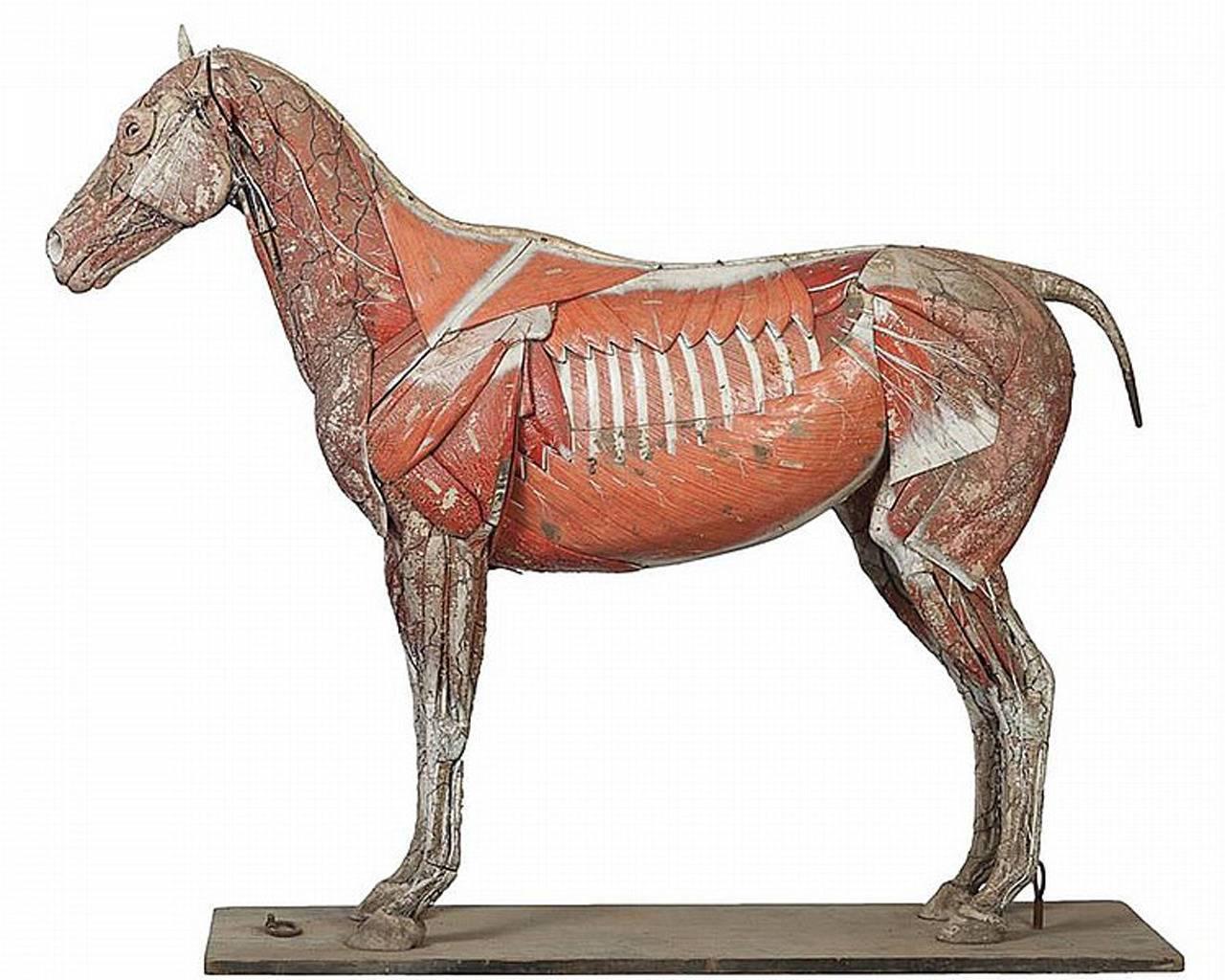 This is one of the largest and rarest of the Dr. Auzoux papier mâché anatomical models. It’s also one of our most ambitious offerings. This prized 1846 first generation handmade model dates to the mid-1800s. I am told that there are almost 200