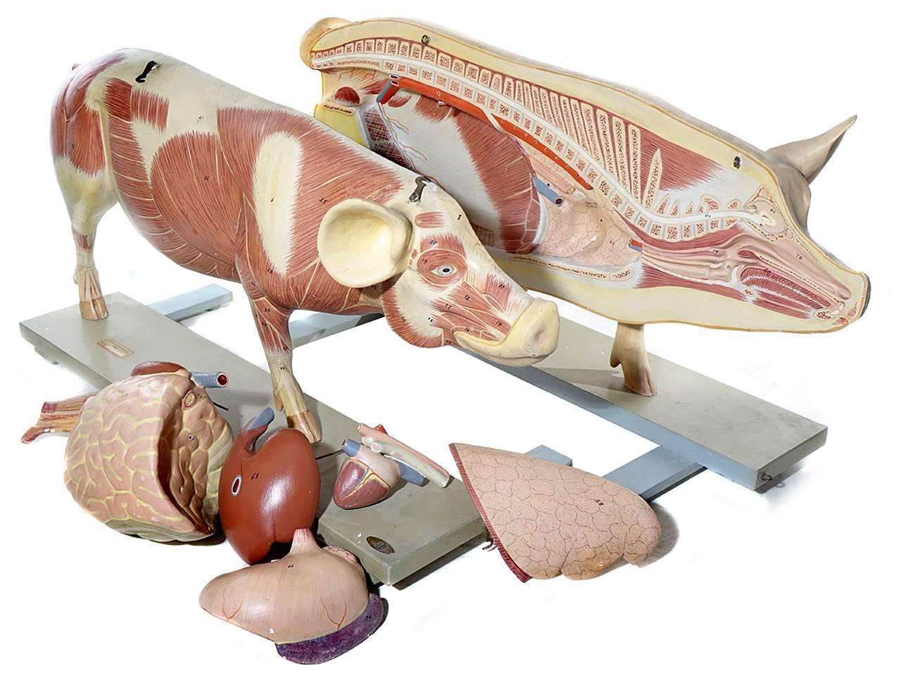 Industrial Lifesize Anatomical Model of Pig, Germany