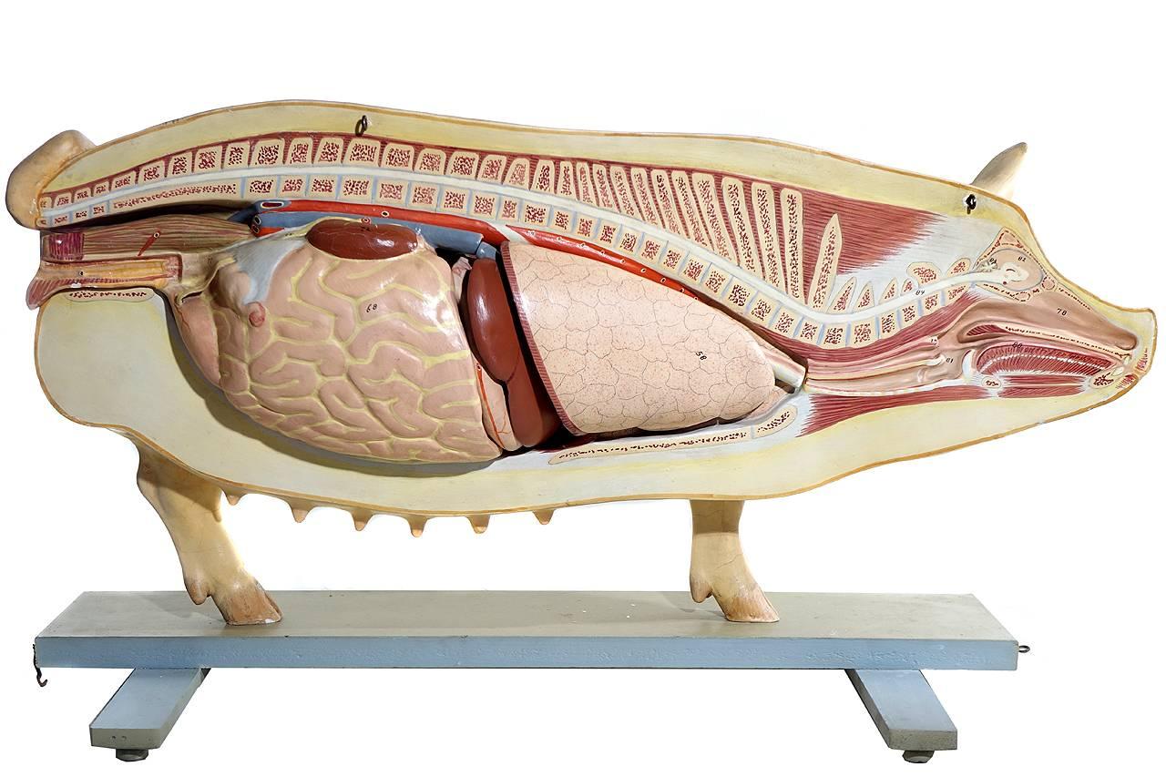 Lifesize Anatomical Model of Pig, Germany In Excellent Condition In Peekskill, NY