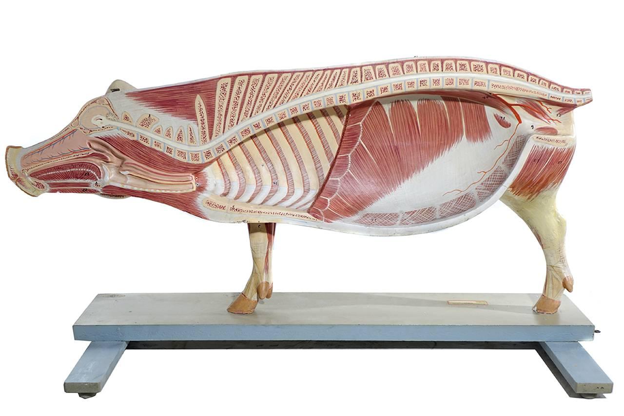 20th Century Lifesize Anatomical Model of Pig, Germany