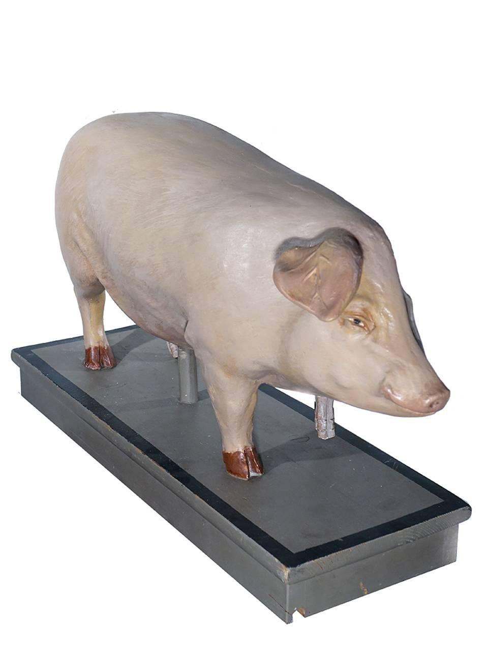 Industrial Early Anatomical Model of a Pig
