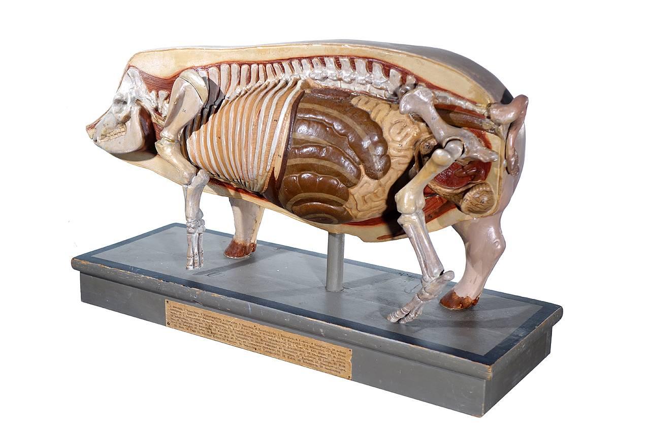 German Early Anatomical Model of a Pig