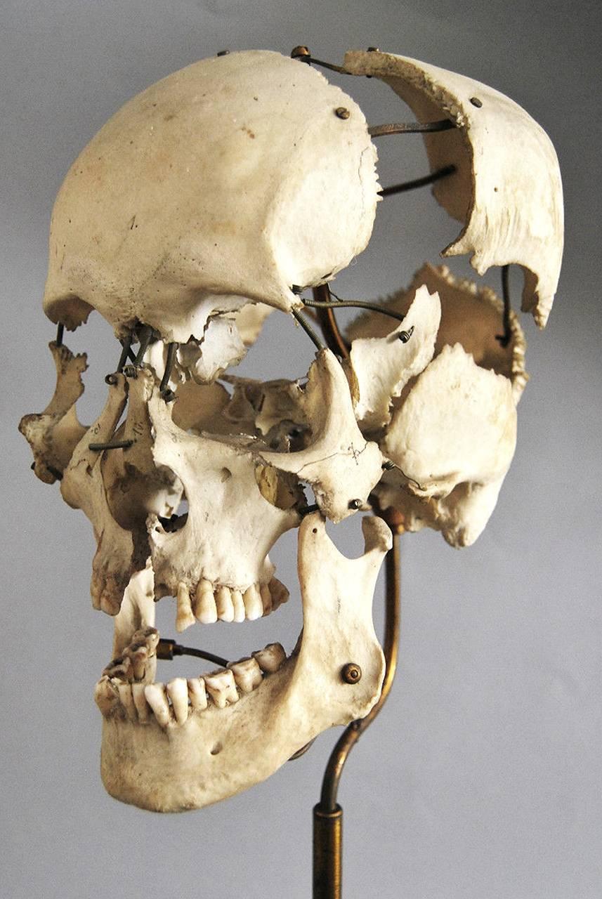 real human skull ornament
