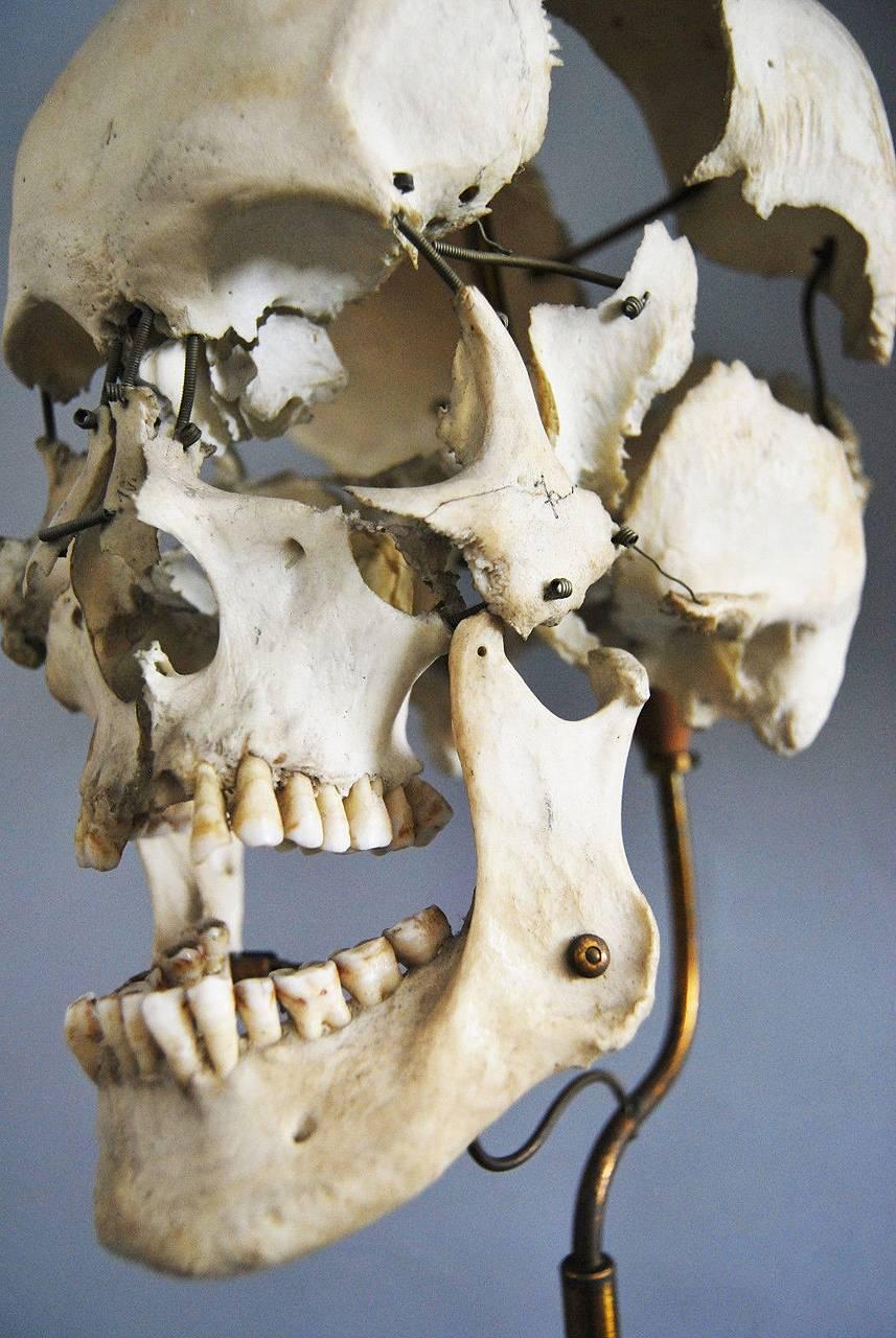 beauchene skull for sale