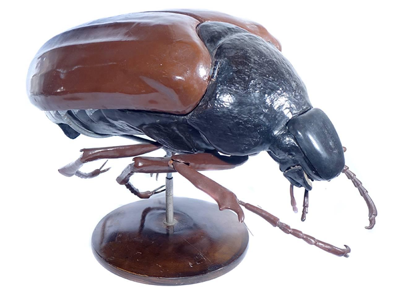 Large Early Anatomical Model of a Flying Beetle In Excellent Condition In Peekskill, NY