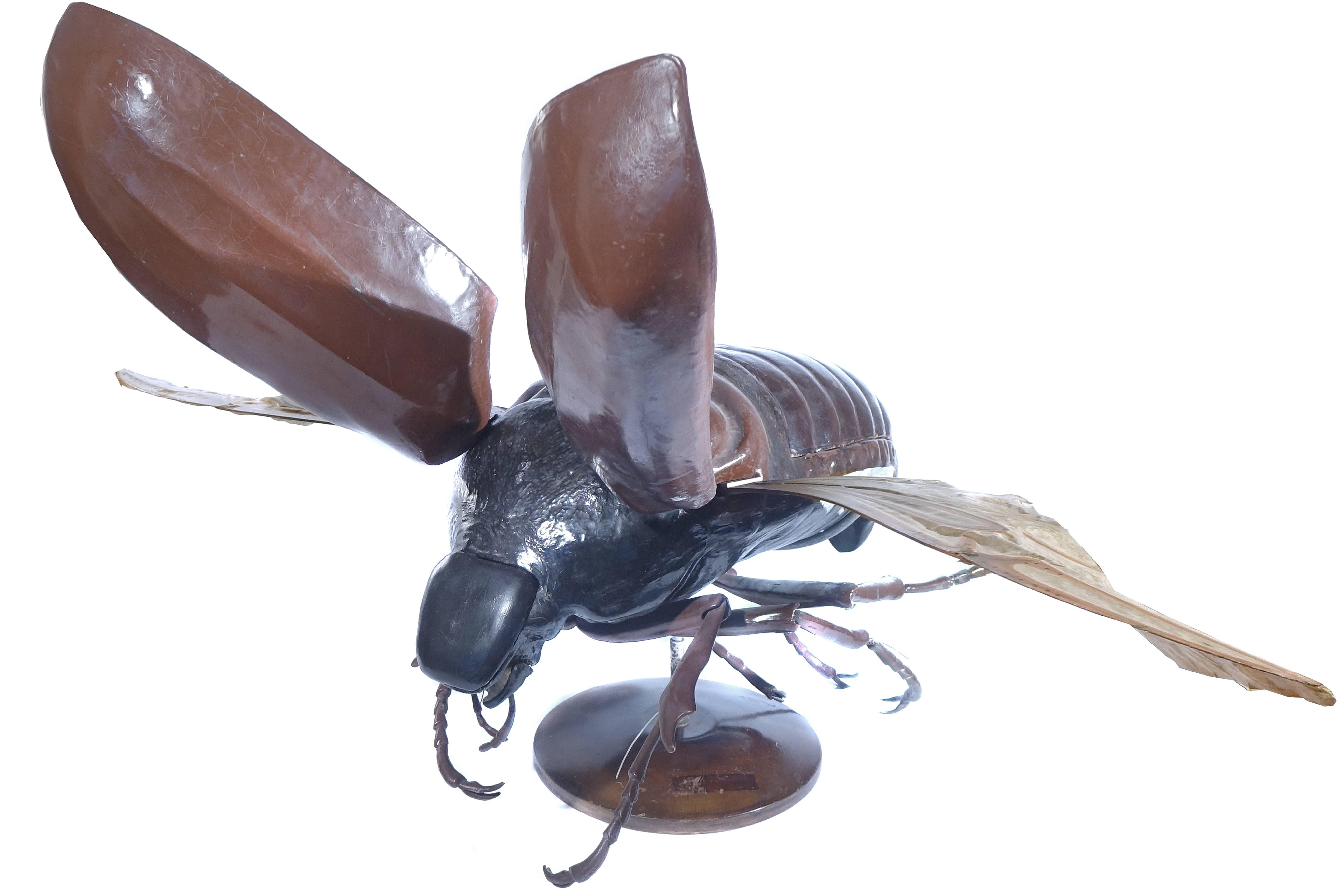 20th Century Large Early Anatomical Model of a Flying Beetle