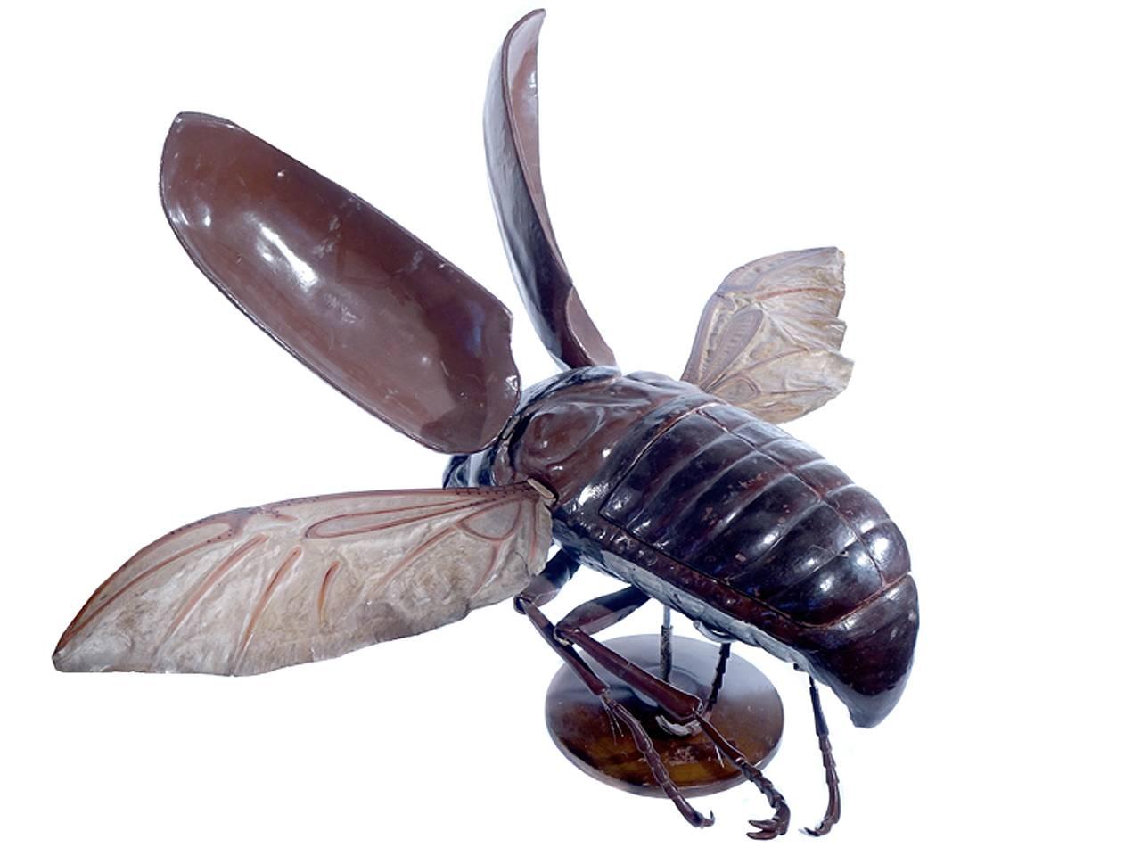 Large Early Anatomical Model of a Flying Beetle 2