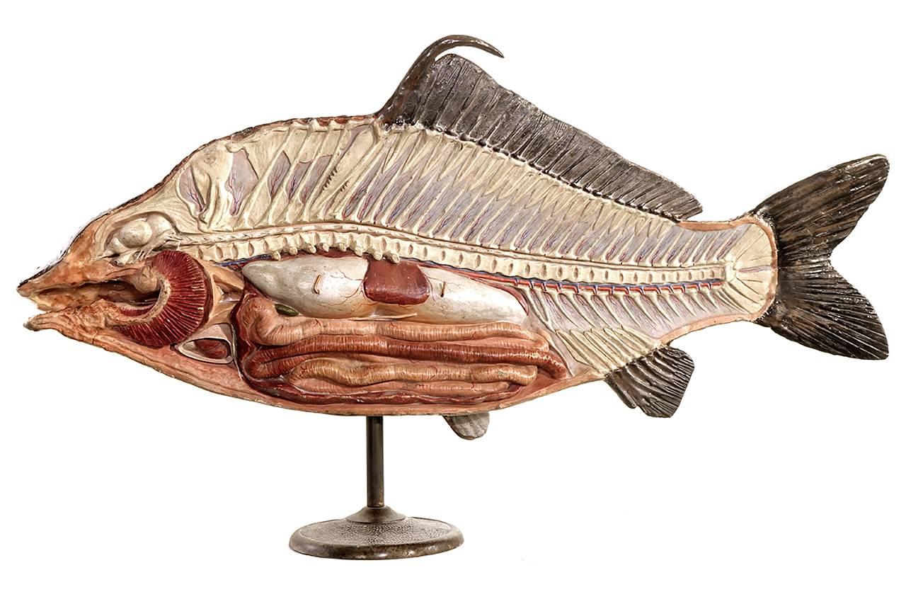 This model could be turn of the century and is over two foot long. It is in incredible condition and may have has some professional touch ups some time ago. The model is very realistic and may be Dr. Auzoux. Most of the paint looks original. The