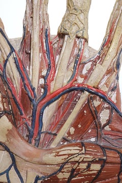 Huge Anatomical Model of a Hand