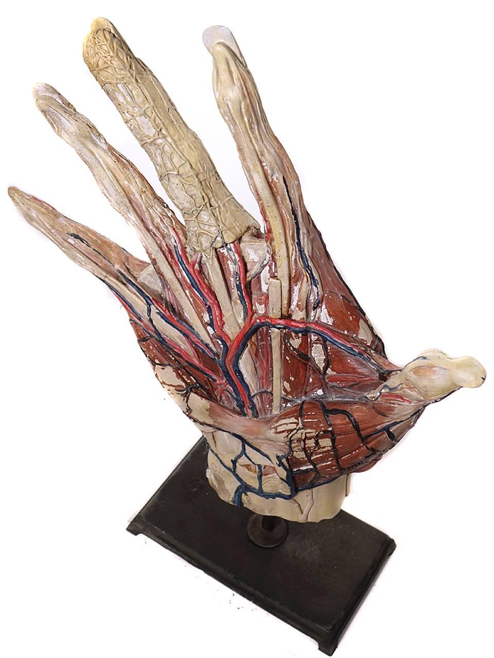 Industrial Huge Anatomical Model of a Hand