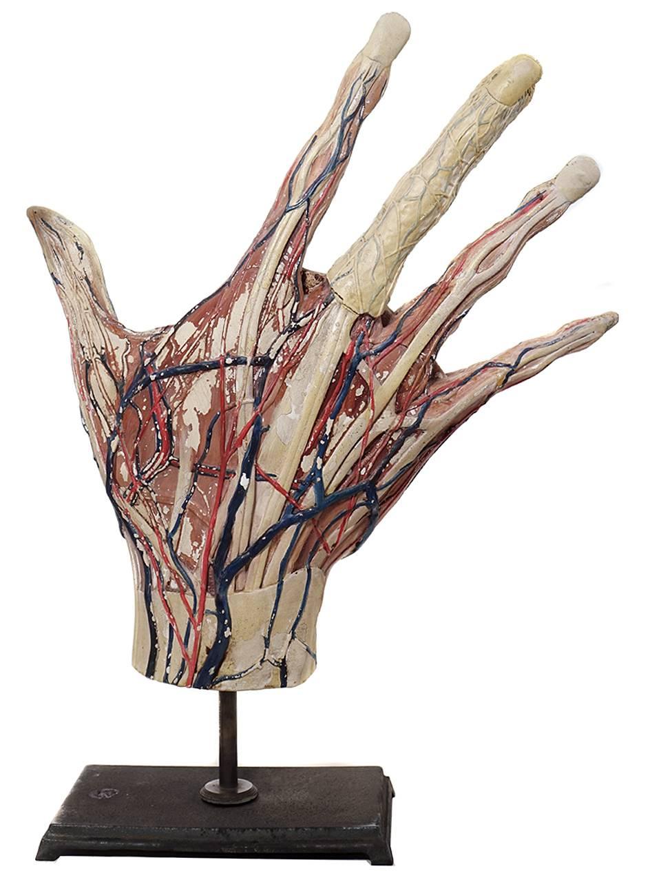 American Huge Anatomical Model of a Hand