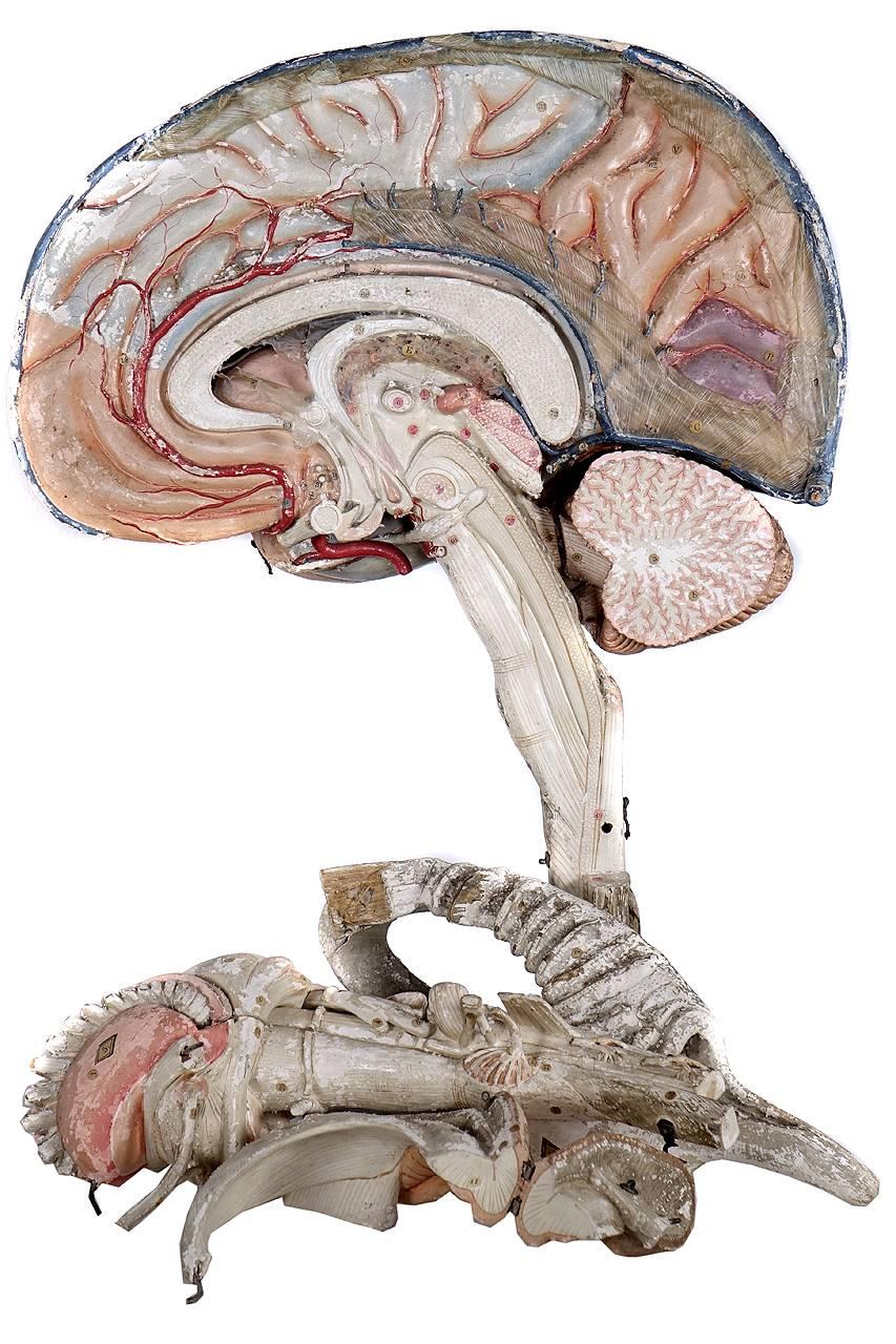 brain paper model