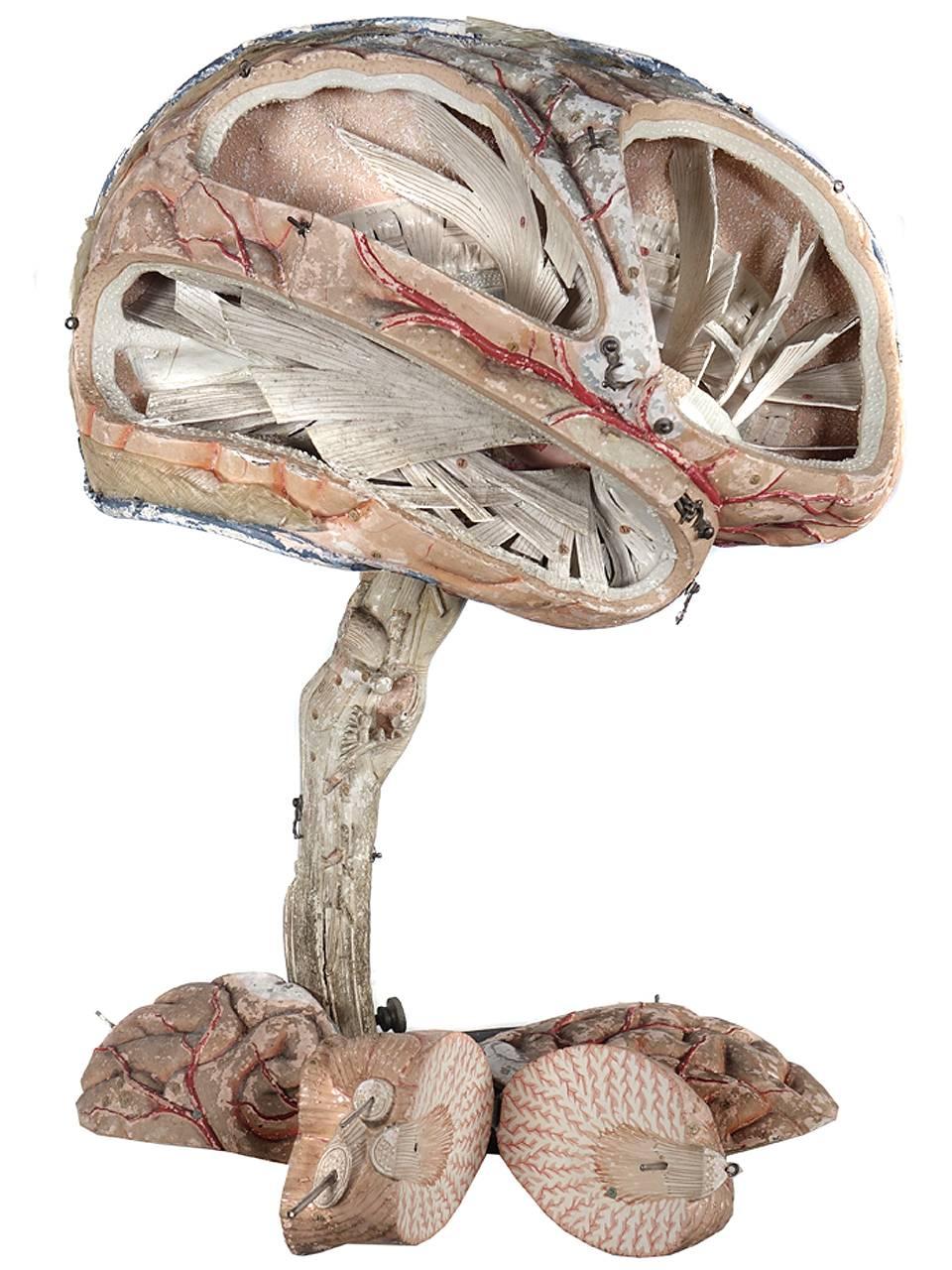 Industrial Large 19th Century Dr. Auzoux Paper Mache Model of Brain