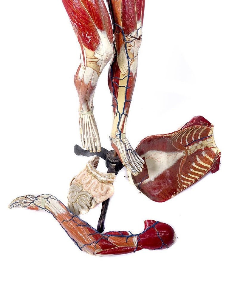 Full Size Dr. Auzoux Female Anatomical Model For Sale at 1stDibs