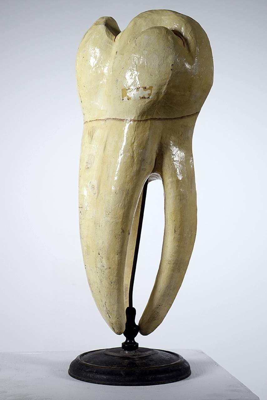 French Large Dr. Auzoux Tooth Model