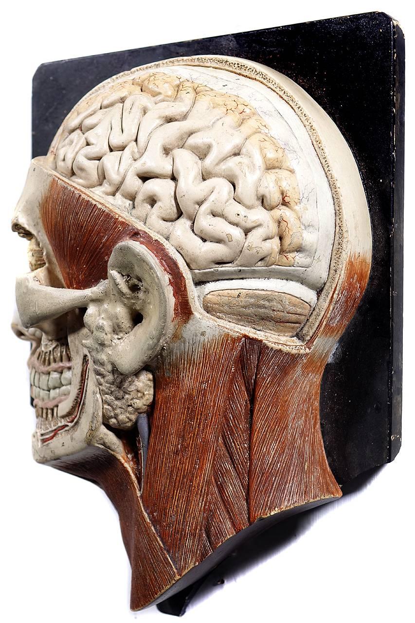 anatomical head model