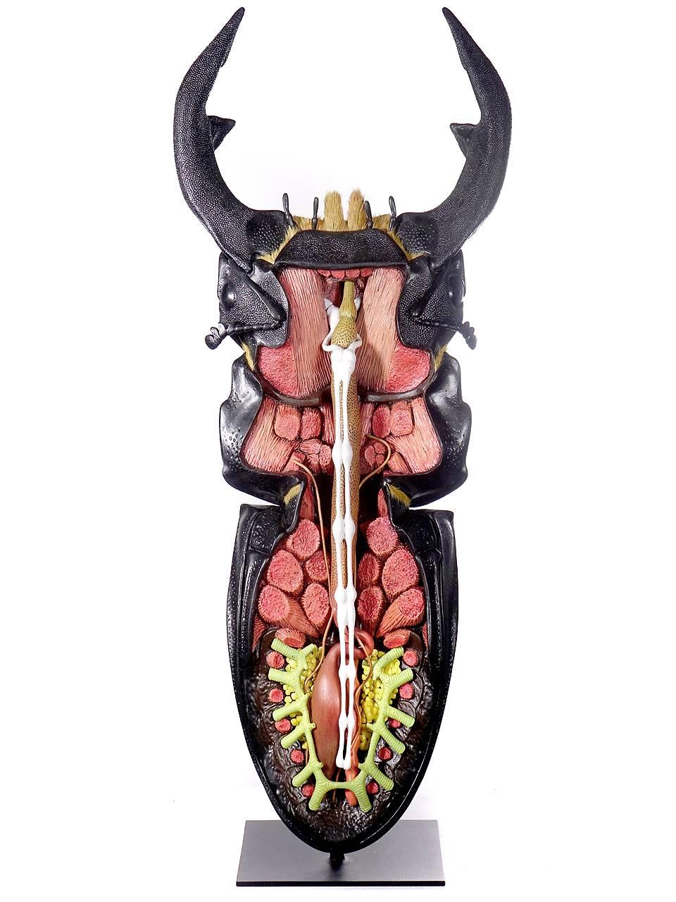 Italian Huge Museum Model of a Asian Stag Beetle