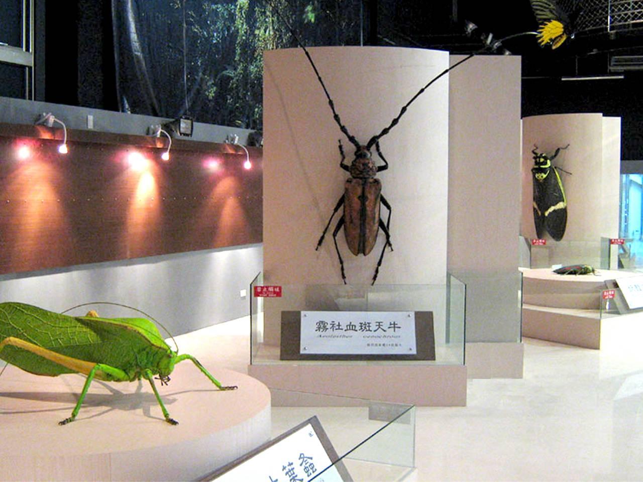 Huge Museum Model of a Asian Stag Beetle 2