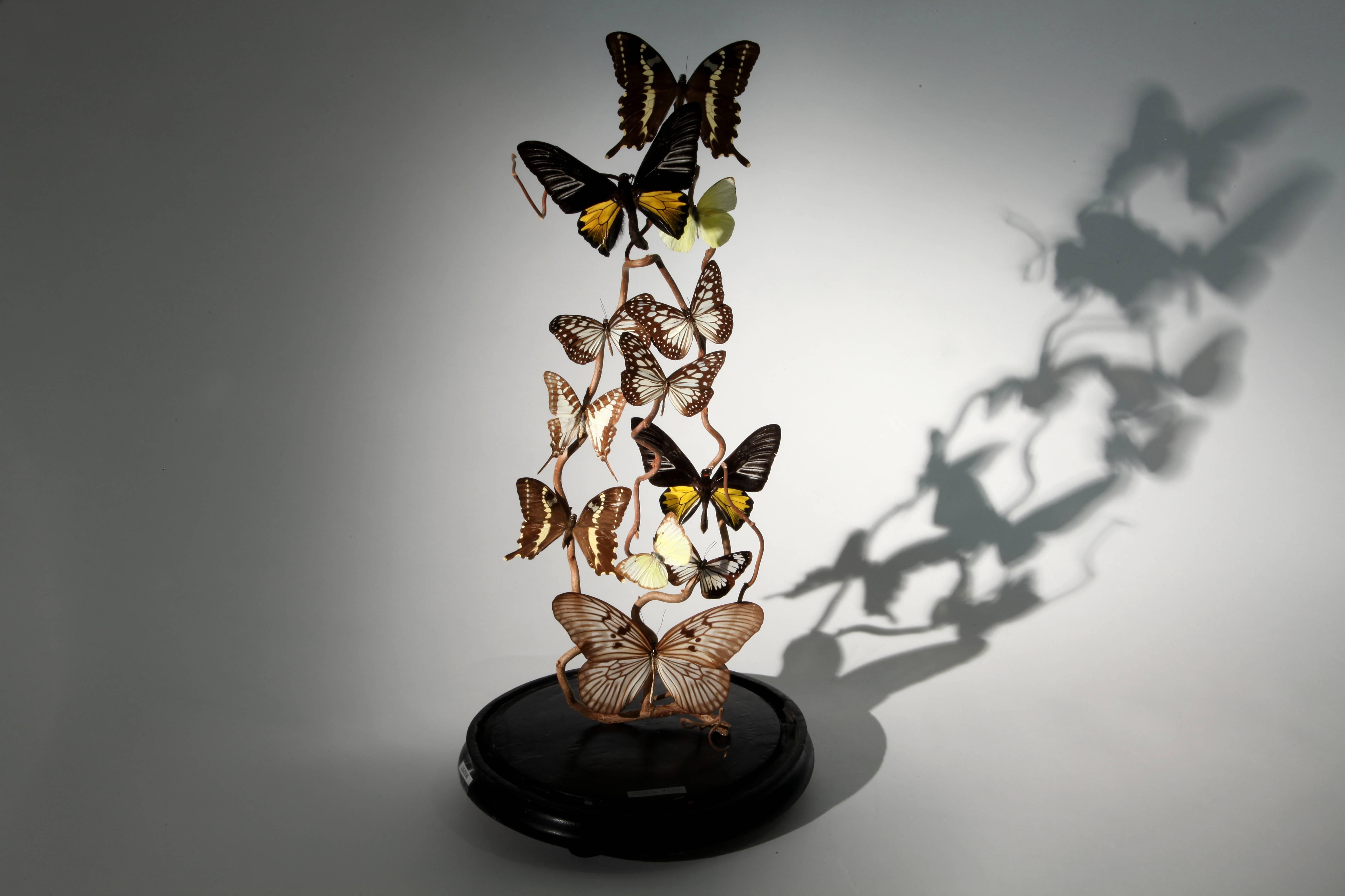Add a unique and elegant burst of earth-toned colors to any room with this stunning butterfly dome. Extending up from the wood base, the specimens rest on twigs, preserved in a moment just before flight. These vivid butterfly composition is the